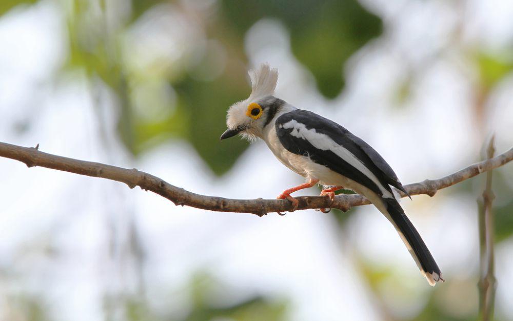 5 Fakta White-crested Helmetshrike, Kompak dalam Membuat Sarang