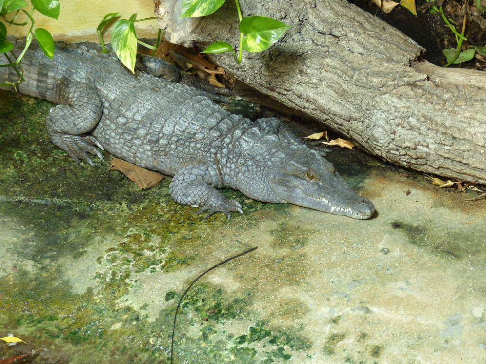 Buaya irian (flickr.com/Philippinenkrokodil)