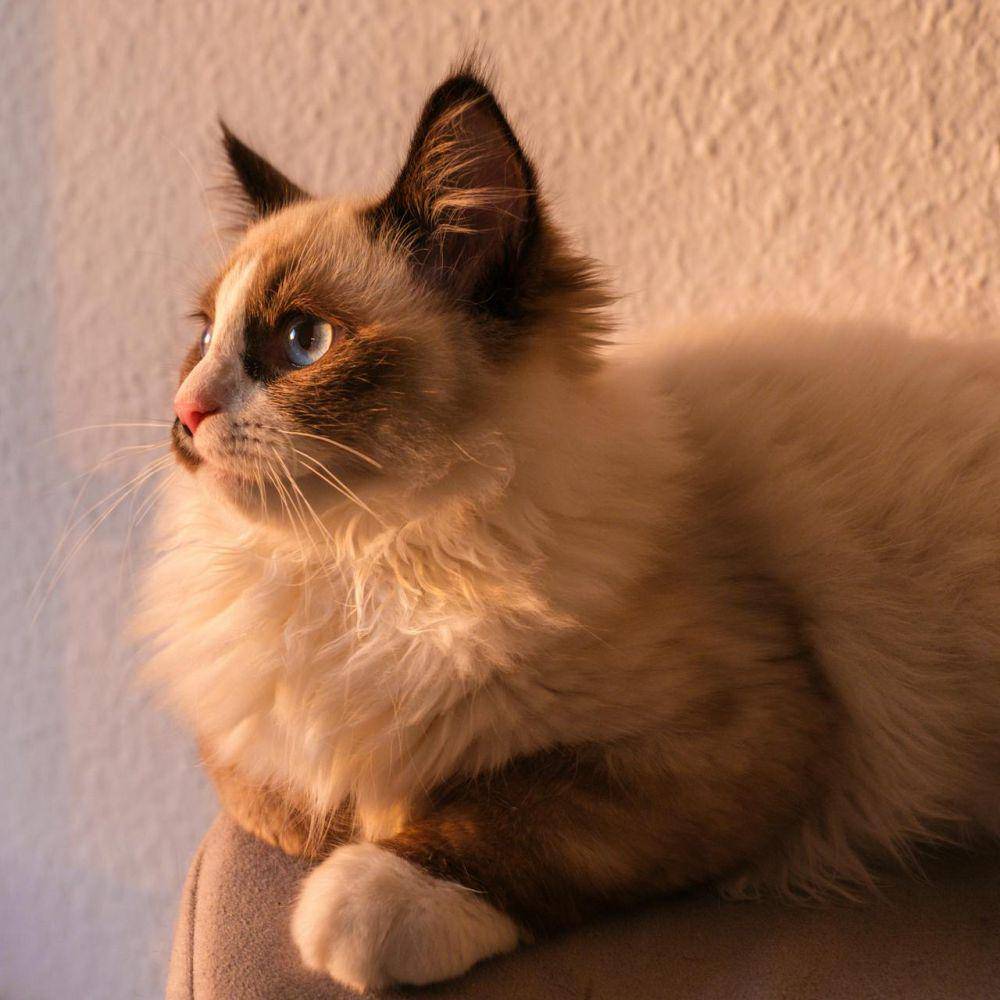 Kucing Ragdoll yang mengagumkan (pexels.com/Tim Heckmann)