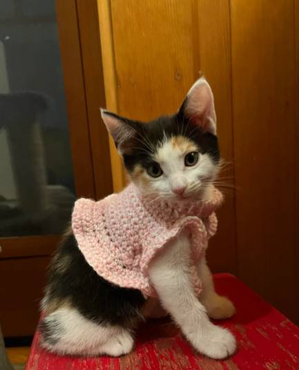 potret lucu kucing mengenakan pakaian rajut (reddit.com/jaydone_)