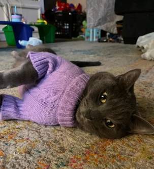 potret lucu kucing mengenakan pakaian rajut (reddit.com/Danominator)