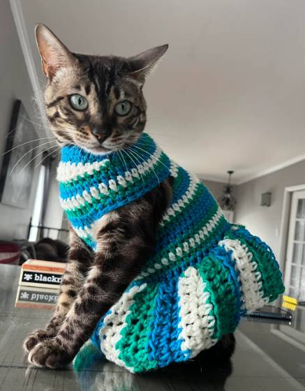 potret lucu kucing mengenakan pakaian rajut (reddit.com/Street_Junket_43)