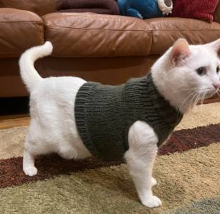 potret lucu kucing mengenakan pakaian rajut (reddit.com/KatiesCustomCrochets)