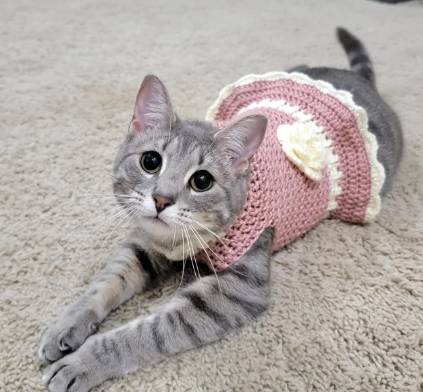 potret lucu kucing mengenakan pakaian rajut (reddit.com/PookieDear)