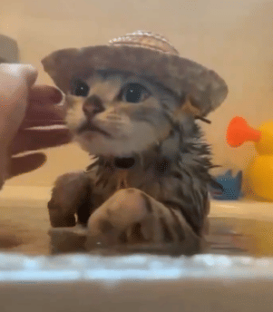 potret hal lucu di atas kepala kucing saat mandi (x.com/catswithaura)