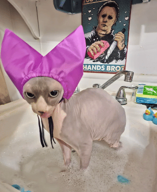 potret hal lucu di atas kepala kucing saat mandi (reddit.com/daemones_lactuca)