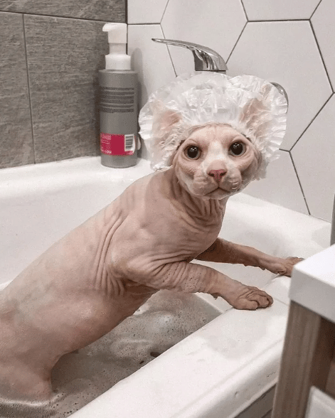 potret hal lucu di atas kepala kucing saat mandi (reddit.com/liona-01)