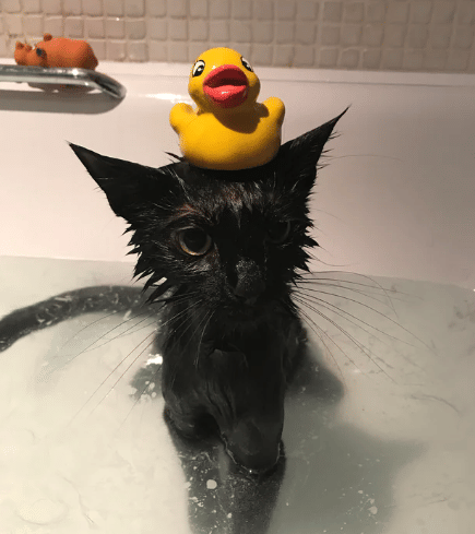 potret hal lucu di atas kepala kucing saat mandi (reddit.com/DarksideNick)