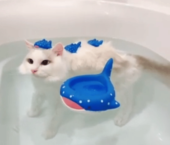 potret hal lucu di atas kepala kucing saat mandi (reddit.com/mac_is_crack)