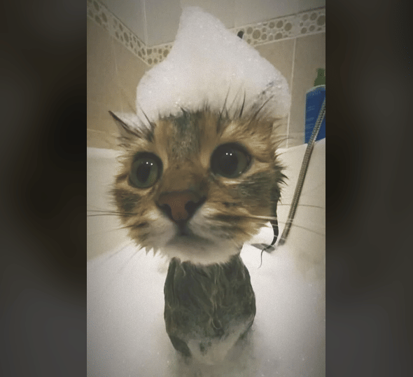 potret hal lucu di atas kepala kucing saat mandi (reddit.com/deleted)