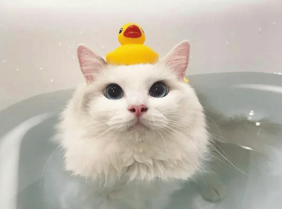 potret hal lucu di atas kepala kucing saat mandi (reddit.com/Domupacus)