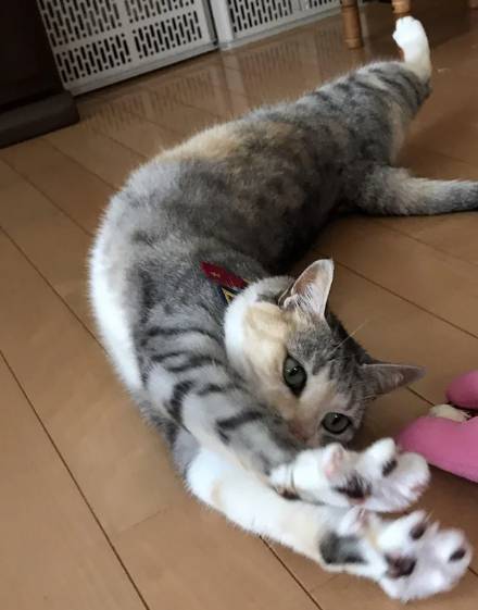 potret kucing peregangan brutal (reddit.com/XxF1RExX)