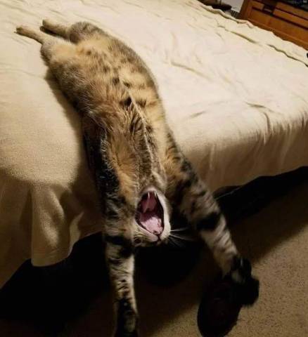 potret kucing peregangan brutal (reddit.com/strawberrytainted)