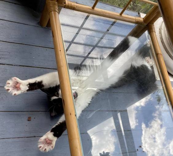 potret kucing peregangan brutal (reddit.com/Chandra_Nalaar)