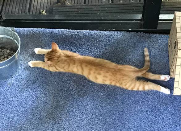 potret kucing peregangan brutal (reddit.com/Classiopeia)