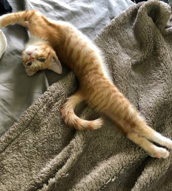 potret kucing peregangan brutal (reddit.com/I_want_a_snack)