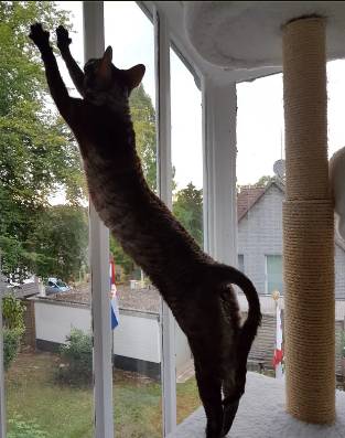 potret kucing peregangan brutal (reddit.com/dodgerecharger)