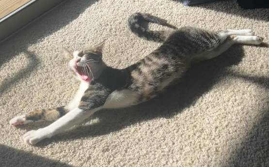 potret kucing peregangan brutal (reddit.com/Disastrous-veggie)