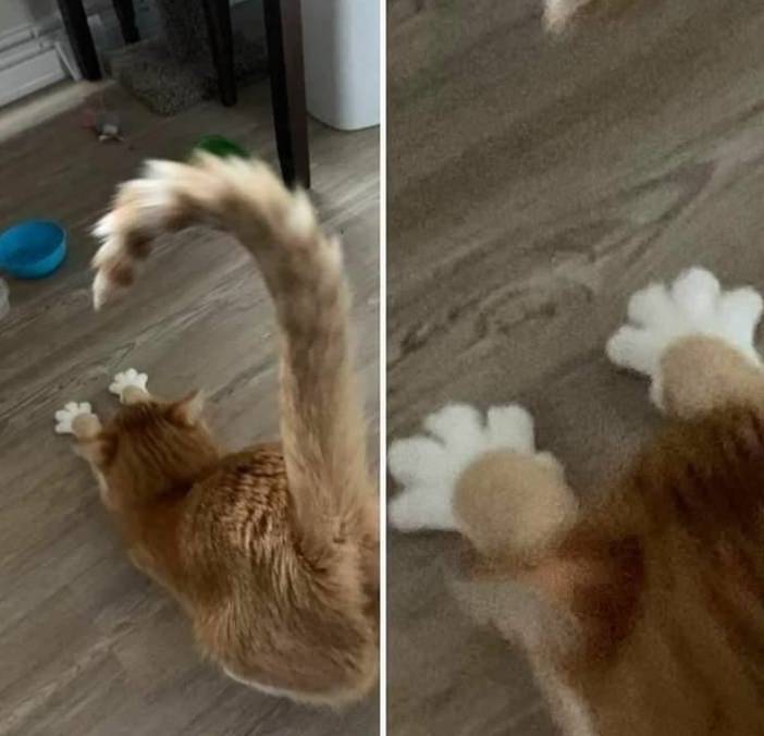 potret kucing peregangan brutal (x.com/ShouldHaveCat)