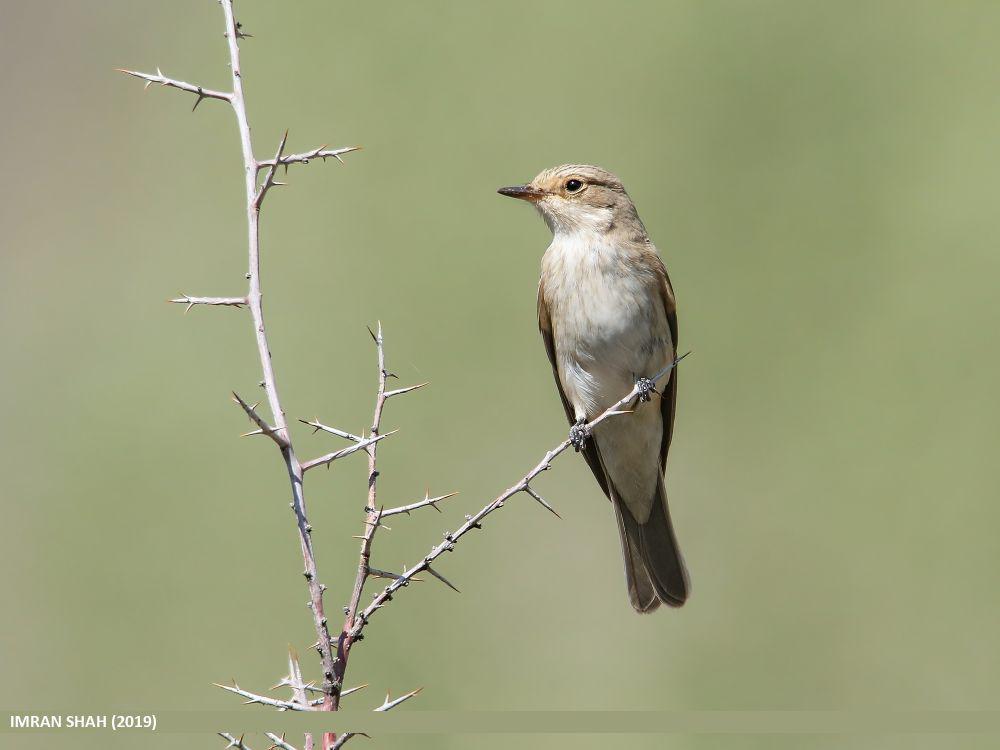 5 Fakta Spotted Flycatcher, Burung yang Menari di Atas Udara
