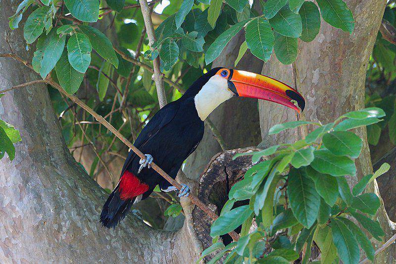 Ilustrasi burung Toco Toucan (commons.m.wikimedia.org/Bernard Gagnon)