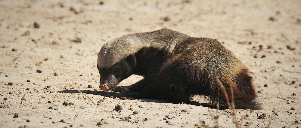 Ratel Afrika (awf.org)