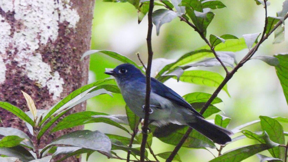 5 Fakta Seriwang Sangihe, Burung Langka yang Sempat Dianggap Punah