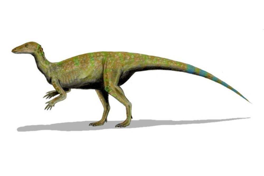 Thescelosaurus (commons.wikimedia.org/Nobu Tamura)