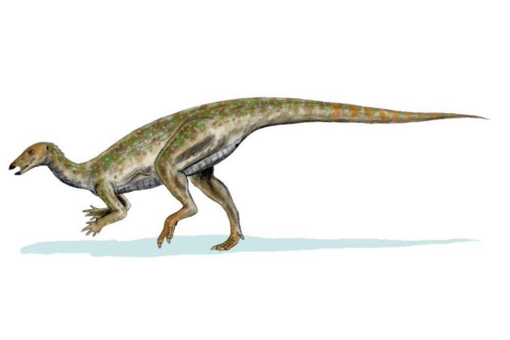Thescelosaurus (commons.wikimedia.org/Nobu Tamura)