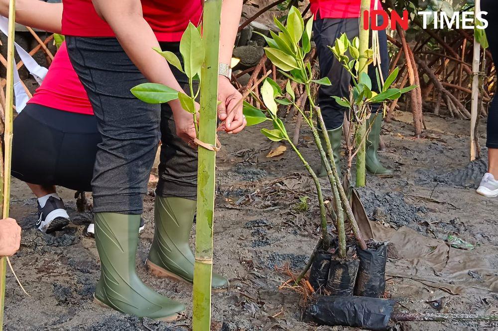 Lahan Penanaman Pohon Mangrove di Sanur Sudah Penuh
