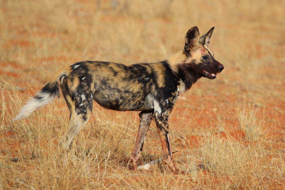 Tingkat perburuan sukses dari African wild dog mencapai 85 persen (commons.m.wikimedia.org/Charless J. Sharp)