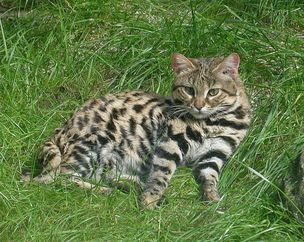 Tingkat perburuan sukses dari black footed cat mencapai 60 persen (commons.m.wikimedia.org/Zbyszko)