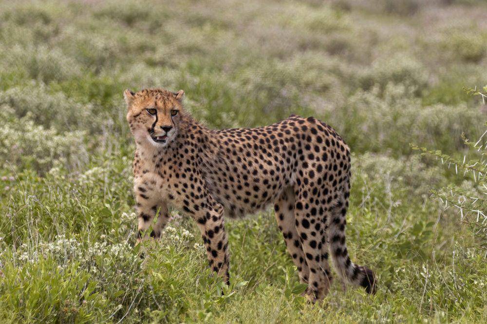 Tingkat perburuan sukses dari cheetah mencapai 58 persen (commons.m.wikimedia.org/Charless J. Sharp)
