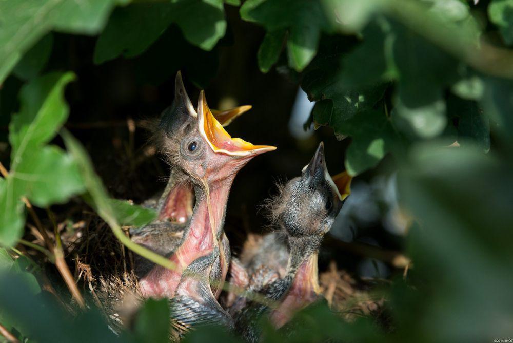anak burung seriwang sangihe (alam.id)