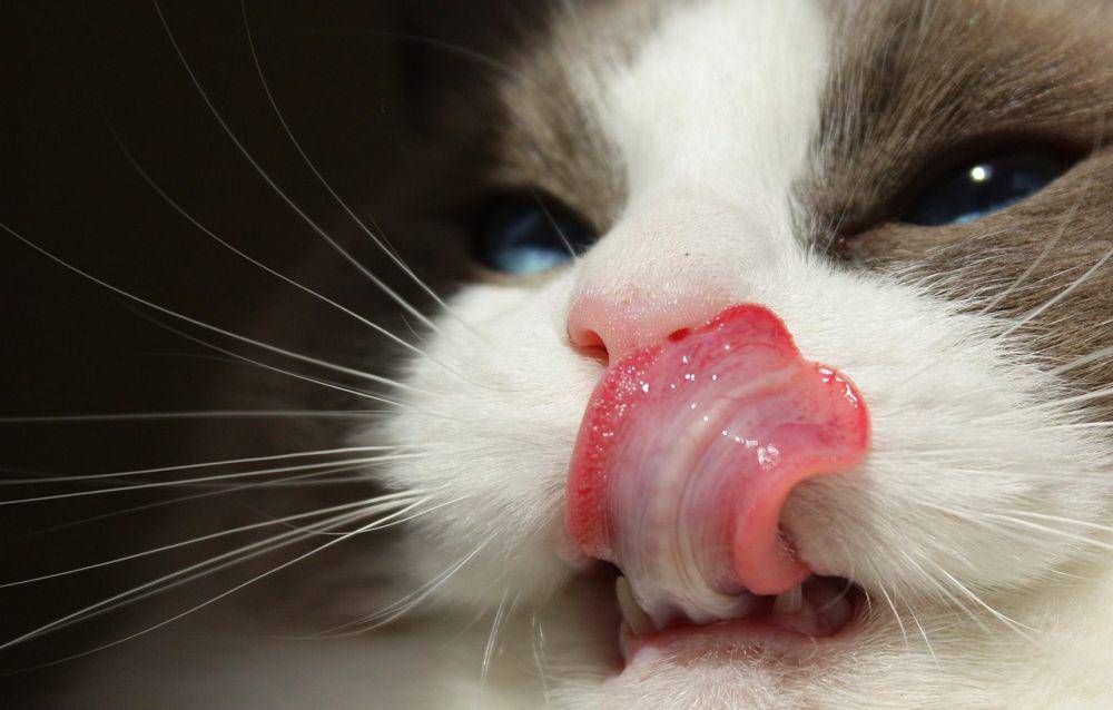 Ilustrasi kucing Ragdoll sedang menjilat tubuhnya (pixabay.com/woodsilver)