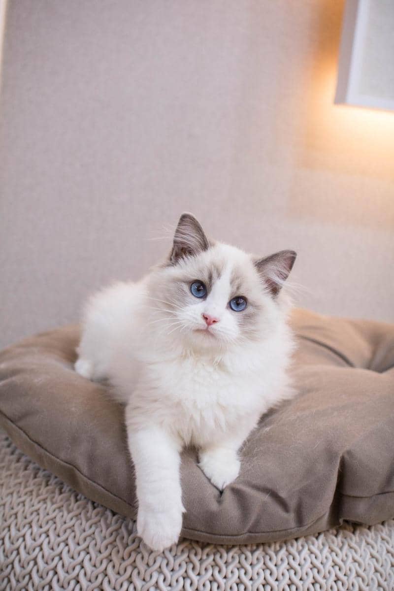8 Fakta Ragdoll Cat, Salah Satu Kucing Tercantik di Dunia | IDN Times