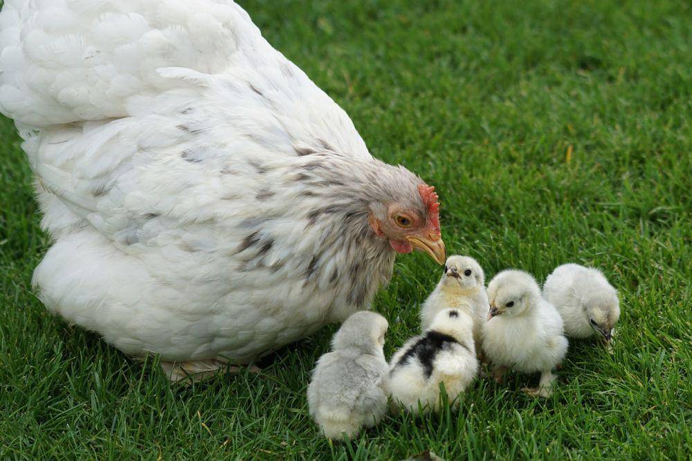 ilustrasi ayam (pixabay.com/Marcel Langthim)