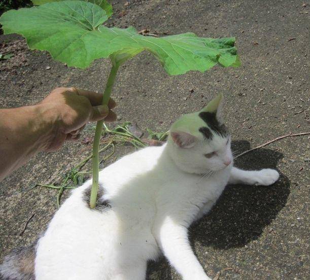 potret kucing pakai payung penutup kepala daun (x.com/DontShowYourCat)