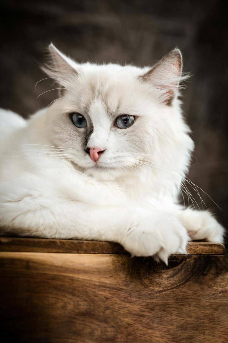 Kucing Ragdoll putih dengan sedikit corak di wajah (pexels.com/Pet foto)