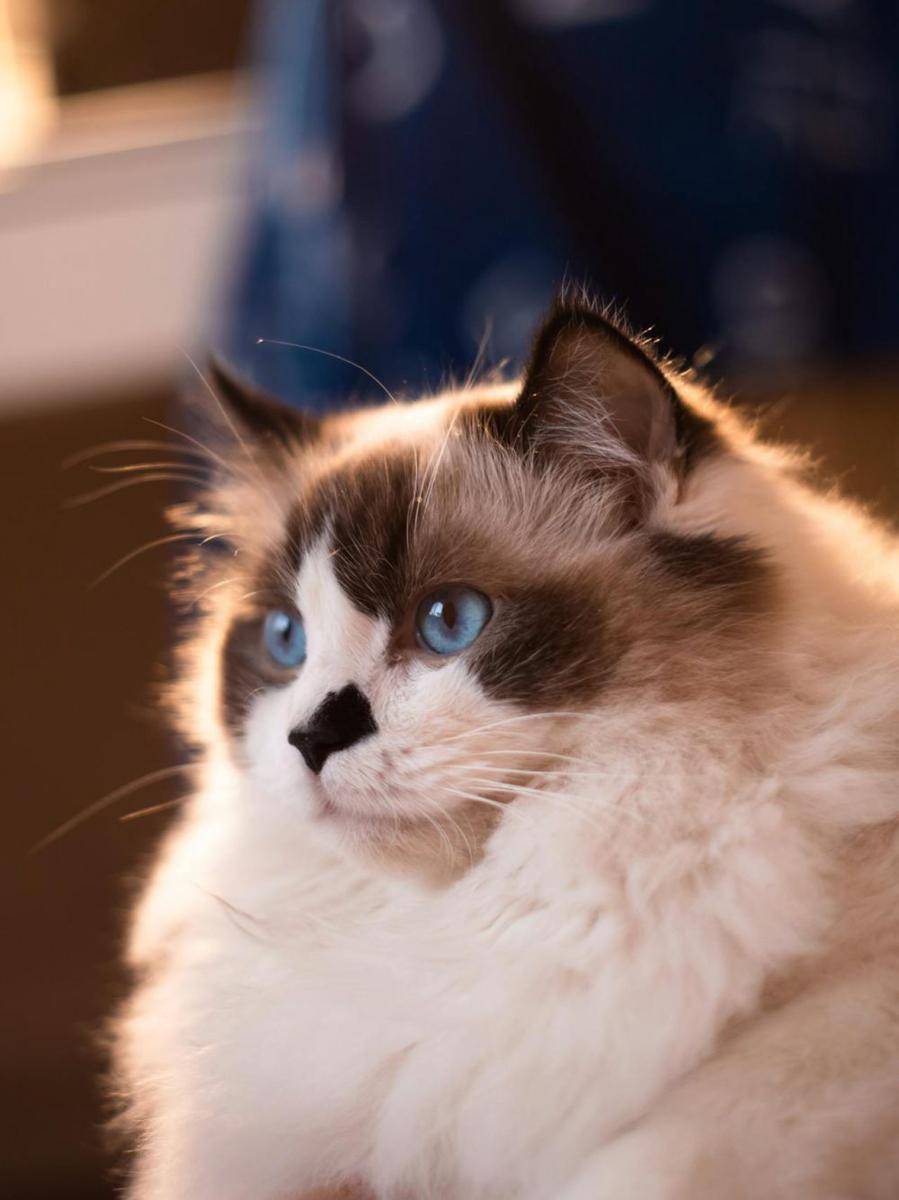 Ragdoll Cat berukuran besar (pexels.com/Rain Lv)