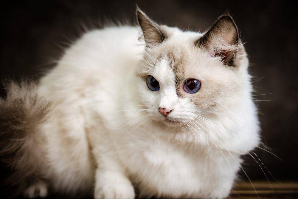 Seekor Kucing Ragdoll (pixabay.com/petfoto)