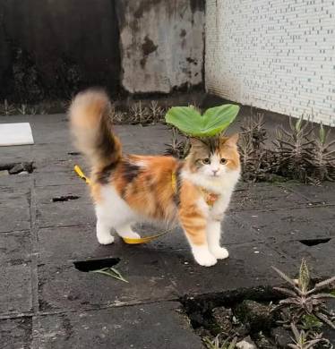 potret kucing pakai payung penutup kepala daun (reddit.com/selvesmake)