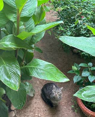 potret kucing pakai payung penutup kepala daun (reddit.com/6helvete6)