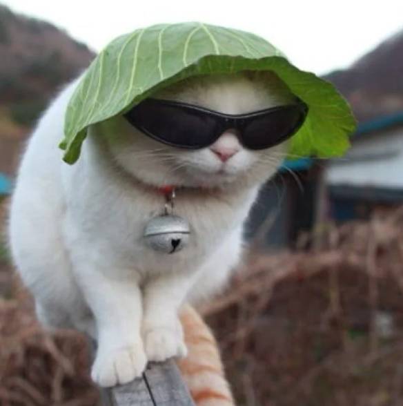potret kucing pakai payung penutup kepala daun (reddit.com/deleted)