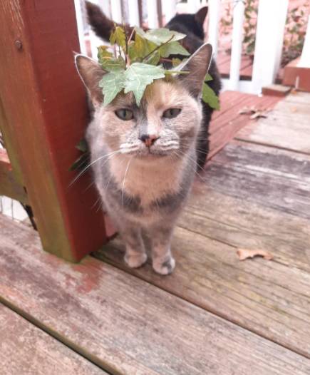 potret kucing pakai payung penutup kepala daun (reddit.com/BagelsAreSoDope)