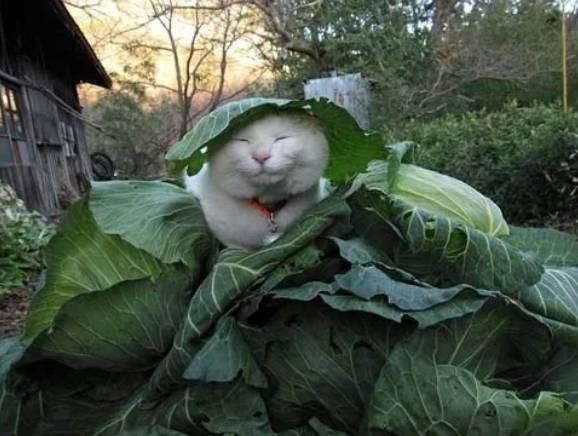 potret kucing pakai payung penutup kepala daun (reddit.com/Knope4Pope)