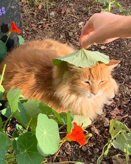 potret kucing pakai payung penutup kepala daun (reddit.com/Kleoxxxx)