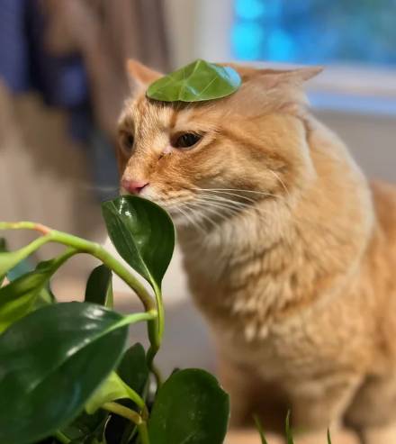 potret kucing pakai payung penutup kepala daun (reddit.com/blackmamba06)
