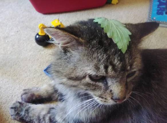 potret kucing pakai payung penutup kepala daun (reddit.com/Hexgof2)