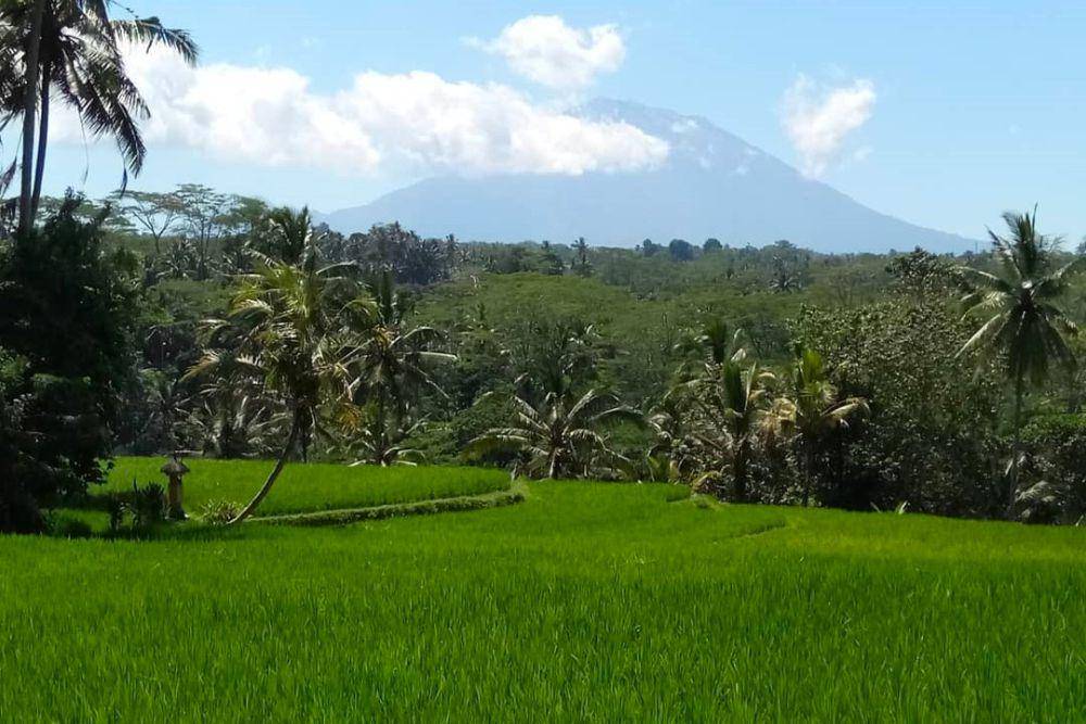Subak Pulagan, hamparan sawah berlatar gunung di Tampaksiring, Bali (instagram.com/dewaekadewaokey)